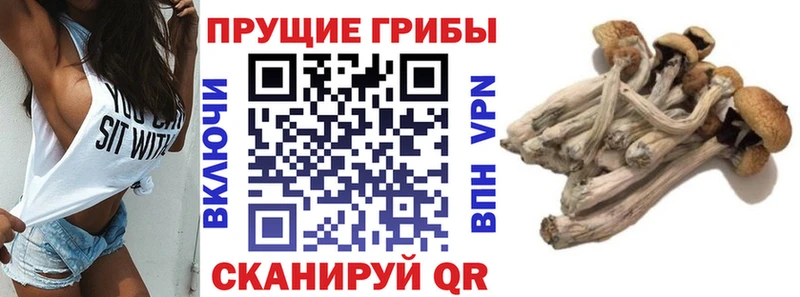 Галлюциногенные грибы Psilocybe  даркнет сайт  Дзержинск 
